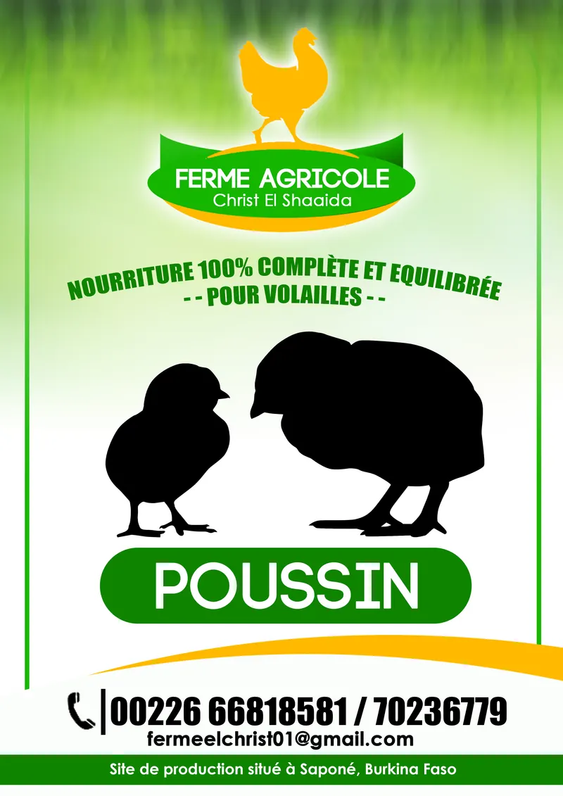 Visuel Ferme Avicole Poussin